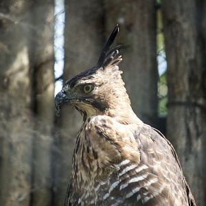 Javan hawk-eagle, Nisaetus bartelsi