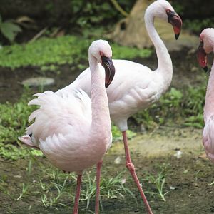 Lesser flamingo, Phoeniconaias minor