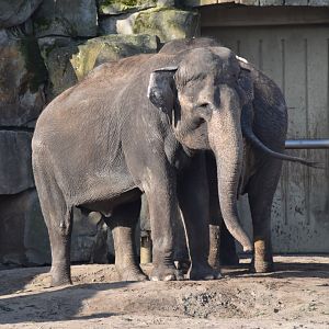 Asian elephants