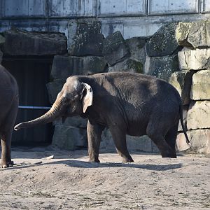 Asian elephant