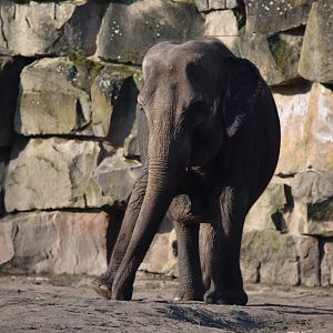 Asian elephant