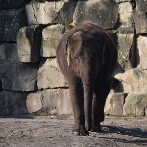 Asian elephant