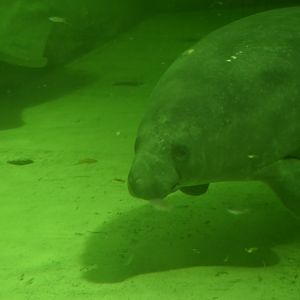 Antillean manatee