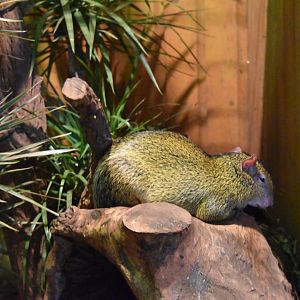 Azara's agouti