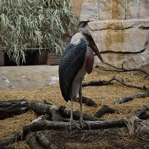 Marabou stork