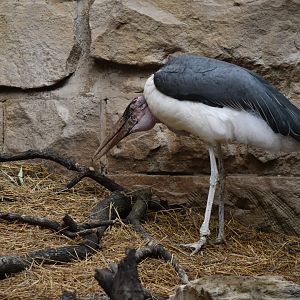 Marabou stork
