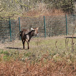 Common waterbuck