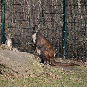 Eastern wallaroo