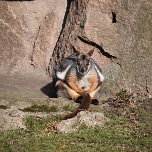 Yellow-footed rock wallaby