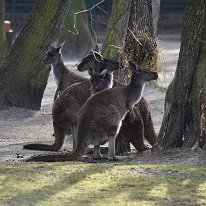 Black-faced kangaroos