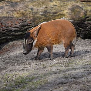 Red river hog