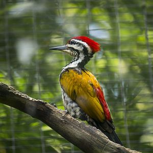 Common flameback woodpecker, Dinopium javanense