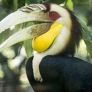 Wreathed hornbill, Rhyticeros undulatus