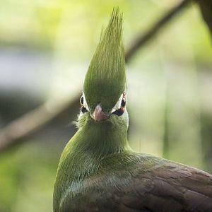 Guinea turaco, Tauraco persa