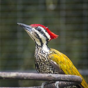 Common flameback woodpecker, Dinopium javanense