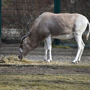 Addax