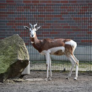Dama gazelle