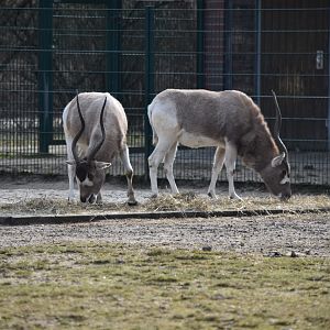 Addax