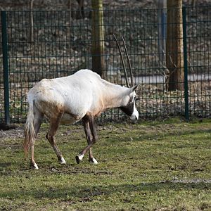 Arabian oryx