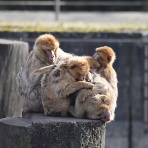Barbary macaques
