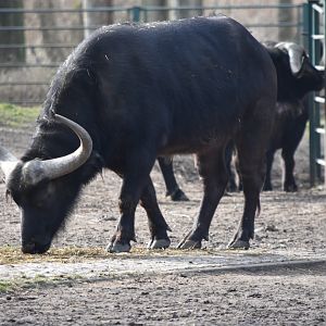 Cape buffalo