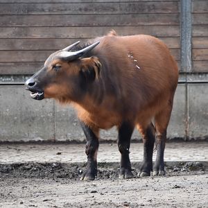 Congo buffalo