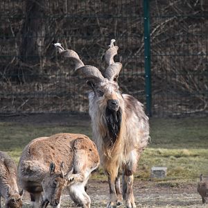 Tajik markhor