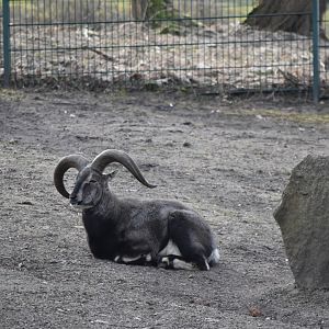 Himalayan blue sheep