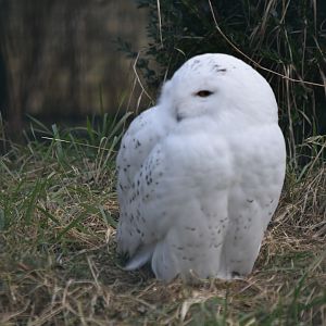 Snowy owl