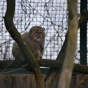 Siberian pallas' cat
