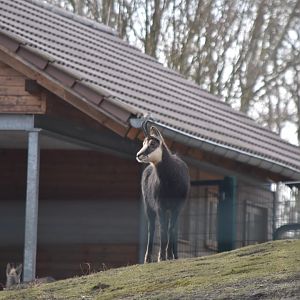 Alpine chamois