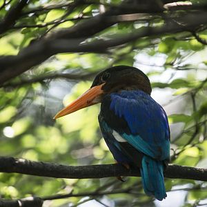Javan kingfisher, Halcyon cyanoventris