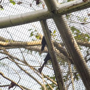 Drongo, Dicrurus sp.