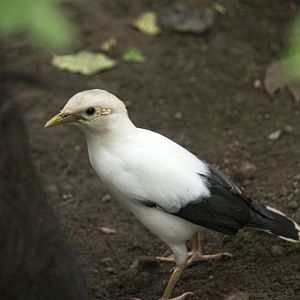 Black-winged starling, Acridotheres melanopterus
