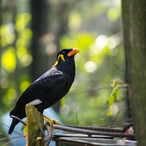 Common hill myna, Gracula religiosa and Asian pied starling, Gracupica contra