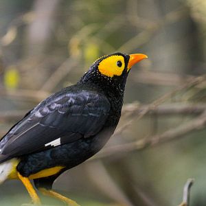 Yellow-faced myna, Mino dumontii