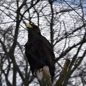 Steller's sea eagle