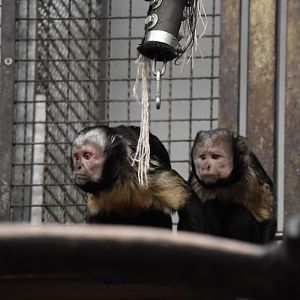 Buffy-headed capuchins