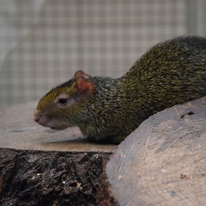 Azara's agouti