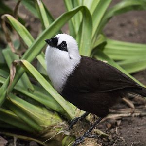 Sumatran laughingthrush, Garrulax bicolor