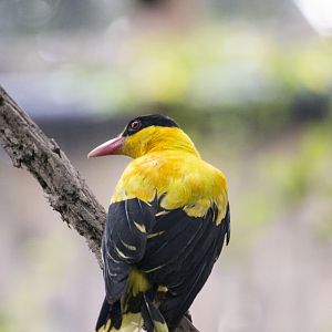 Black-naped oriole, Oriolus chinensis