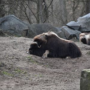 Candian muskox