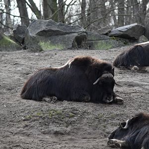 Canadian muskox