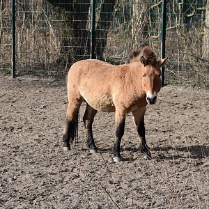 Przewalski's horse