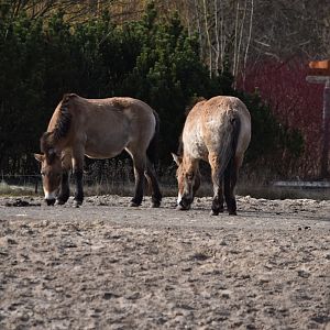 Przewalski's horses