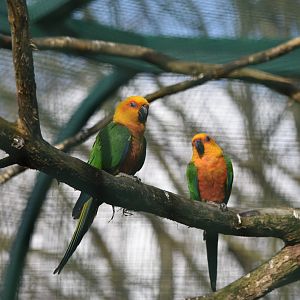 Yellow-headed conures