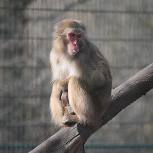 Japanese macaque