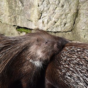 Crested porcupines