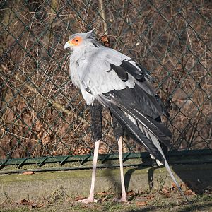 Secretary bird
