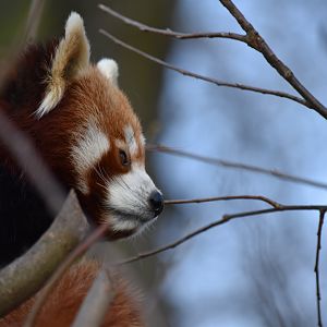 Nepalese red panda